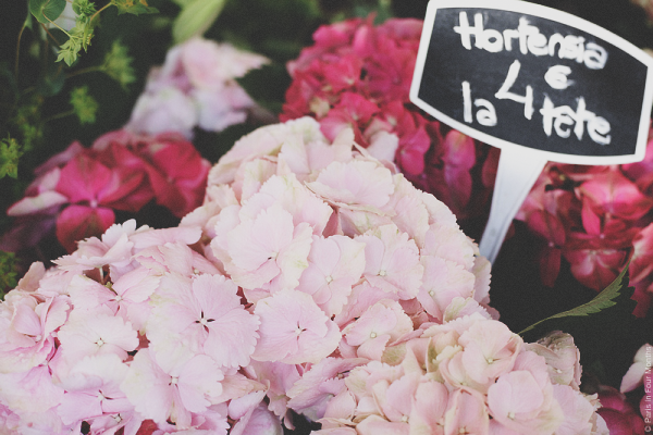 {travel inspiration | places : at the parisian flower markets}