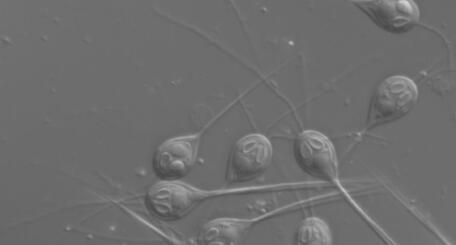 اكتشاف أول كائن حي لا يتنفس اكتشاف أول كائن حي لا يتنفس