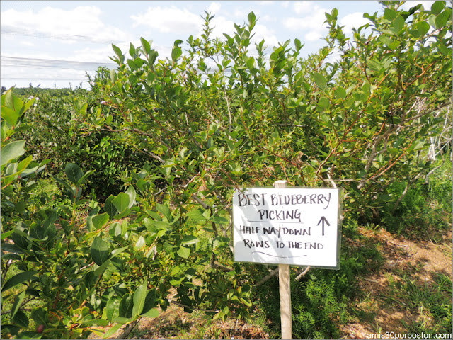 Cider Hill Farm: Plantación de Arándanos 