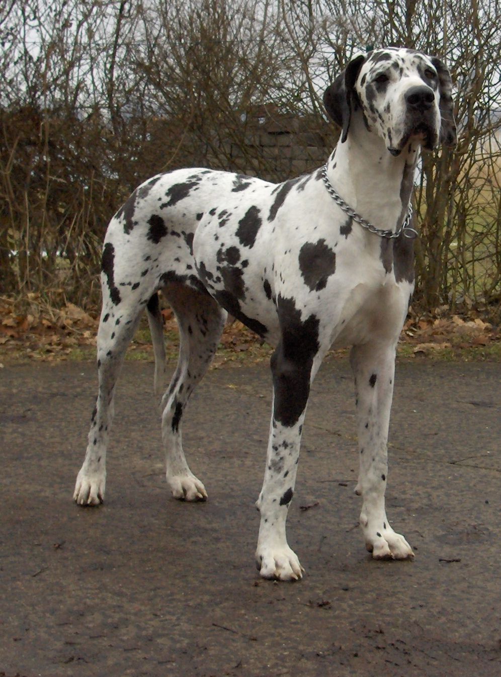 Great Dane Pictures 121