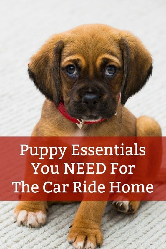 Lovely Dog puppy essentials you need for the car ride home
