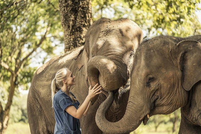 LIVE “ELEPHANT IN THE ZOOM” EXPERIENCE SUPPORTS CONSERVATION EFFORTS AT ANANTARA GOLDEN TRIANGLE ELEPHANT CAMP & RESORT