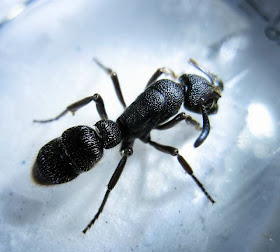 Pachycondyla tridentata ant worker