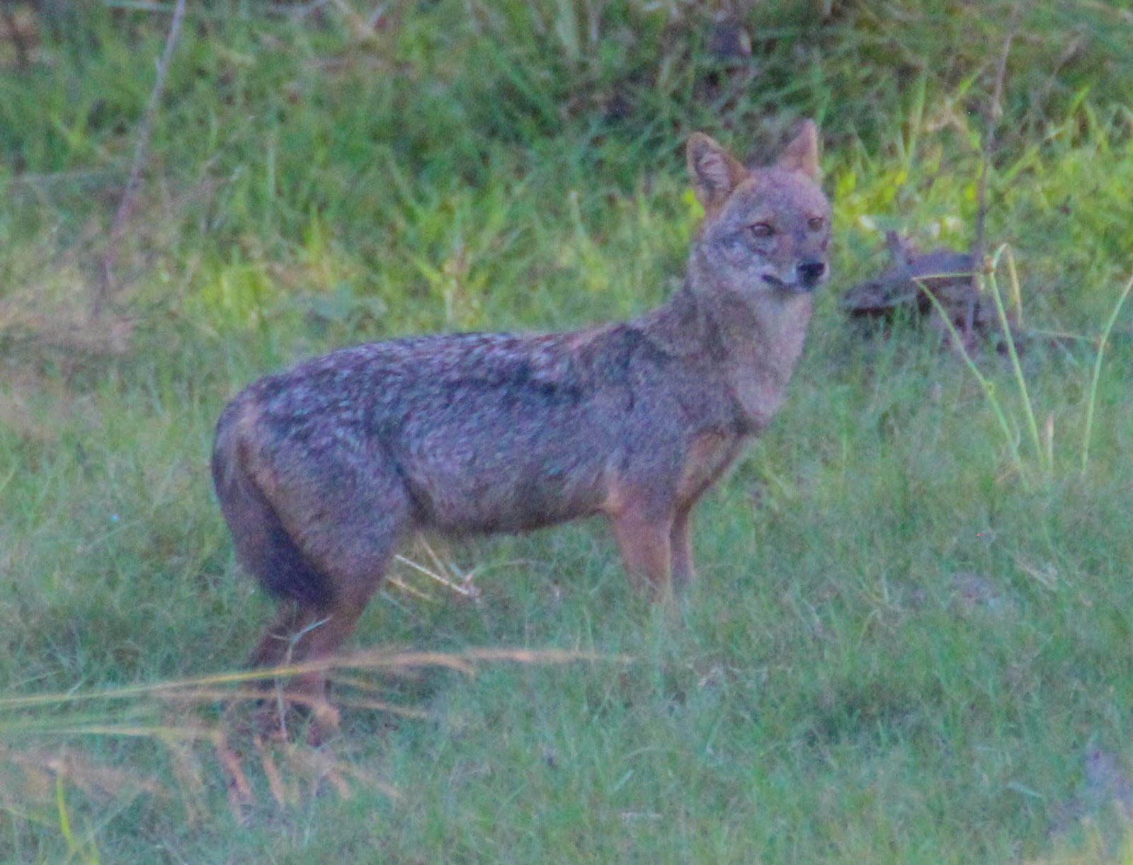 Cannundrums: Sri Lankan Jackal
