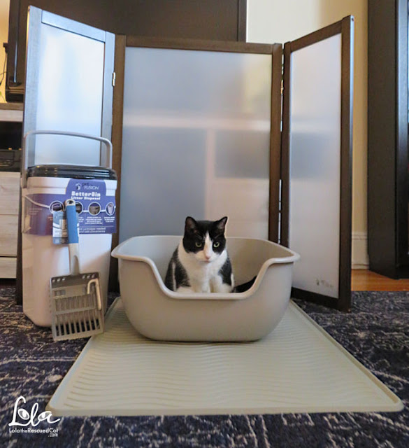 Create a Litter Box Privacy Zone with PetFusion Lola The Rescued Cat