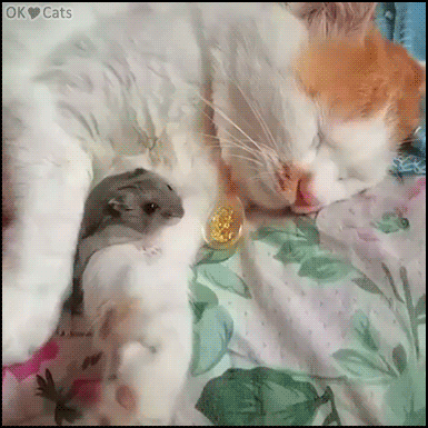 Cute Cat GIF • Adorable kitty & hamster taking a nap together. Amazing interspecies friendship [cat-gifs.com]