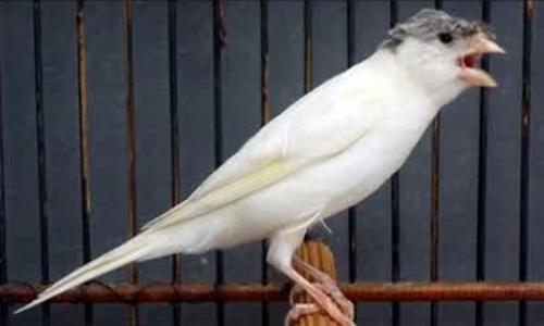 Tips Memilih Bentuk Ciri Burung Kenari Kualitas Lomba