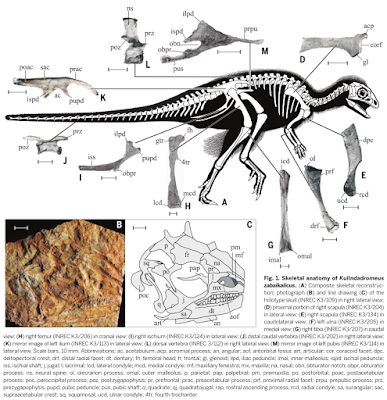 Kulindadromeus skeleton