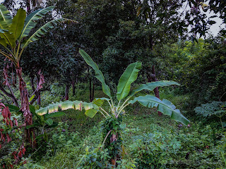 Trees And Bushes Green Thrives In The Field At Rainy Season, Banjar Kuwum, Ringdikit, North Bali, Indonesia