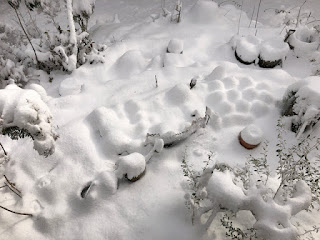 大雪で遺跡か海底の難破船みたいになった庭。