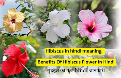 types of hibiscus flower, jaswand ka phool, hibiscus in hindi meaning