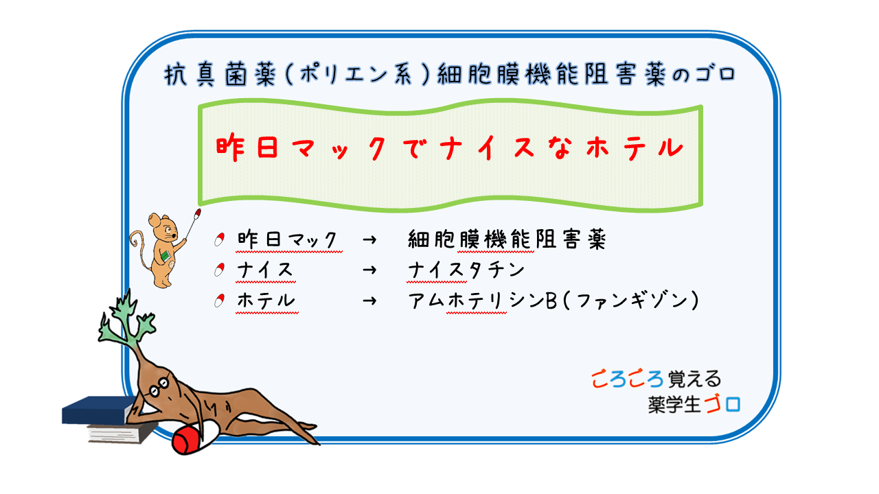 抗真菌薬(ポリエン系)細胞膜機能阻害薬のゴロ、覚え方ごろごろ覚える薬学生ゴロ CBT・薬剤師国家試験対策