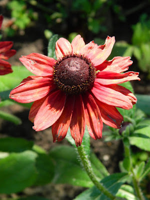 Cherry Brandy Rudbeckia hybrid at Edwards Gardens by garden muses-not another Toronto gardening blog