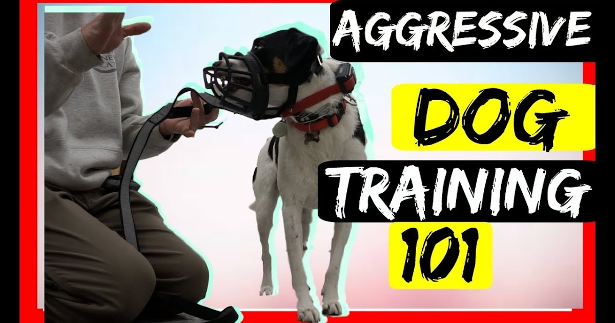 Pets Product Reviews Can e collars make dogs aggressive?