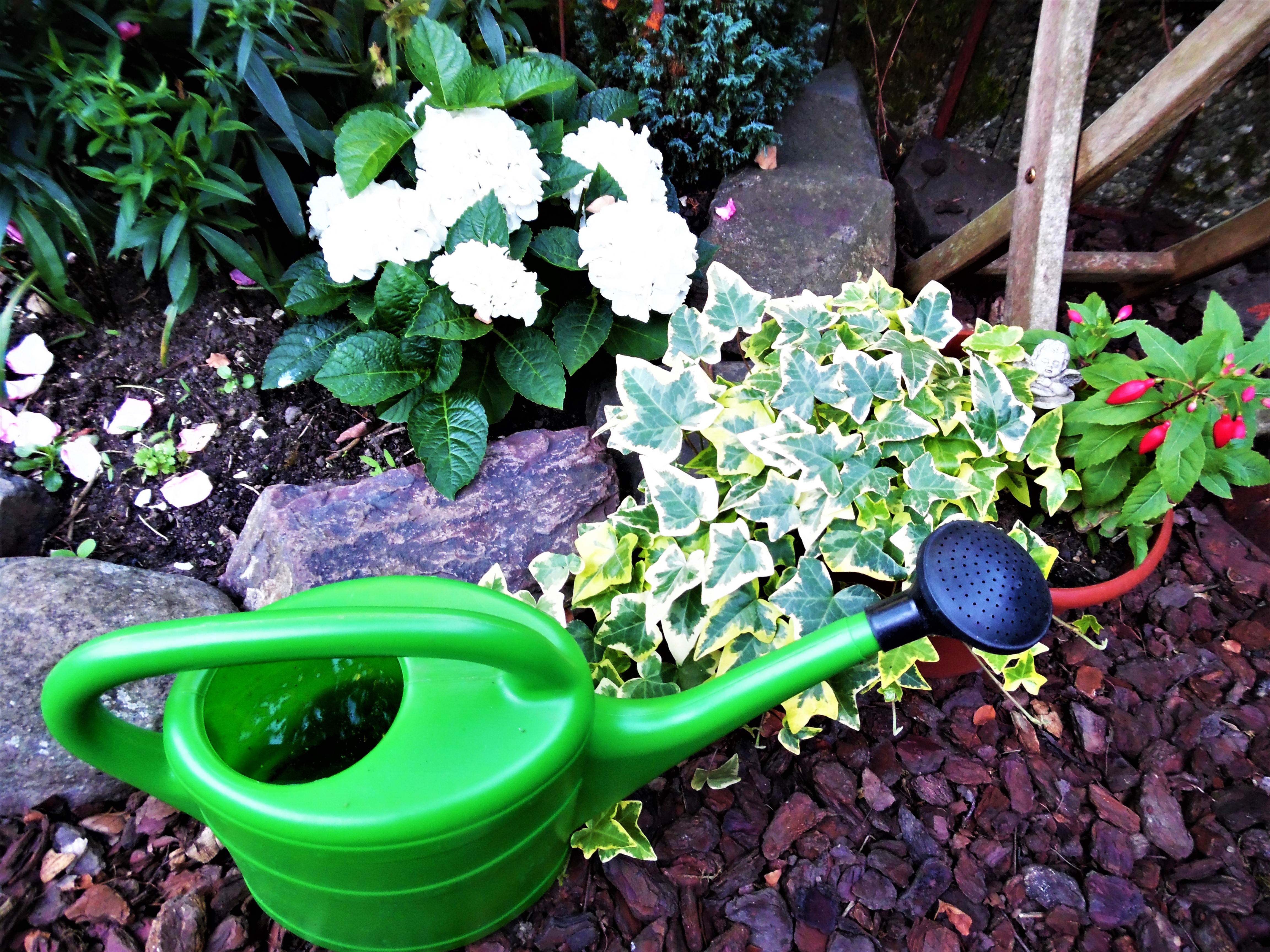 Heidis grüne Ecke Was tun gegen Stechmücken u. Co im Garten? Und wie