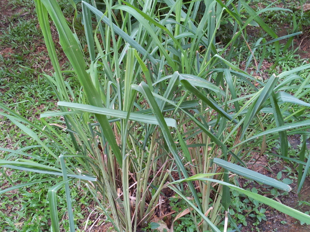 Kehidupan Alam: Projek Taman Mini Herba