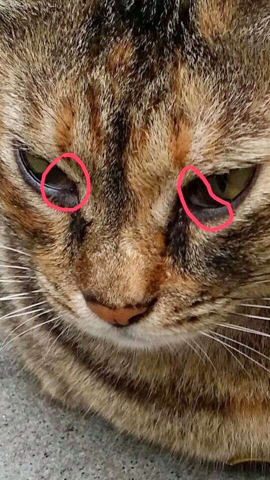 Veterinary and Travel Stories 1395. Stray cat's 3rd eyelid protrusion