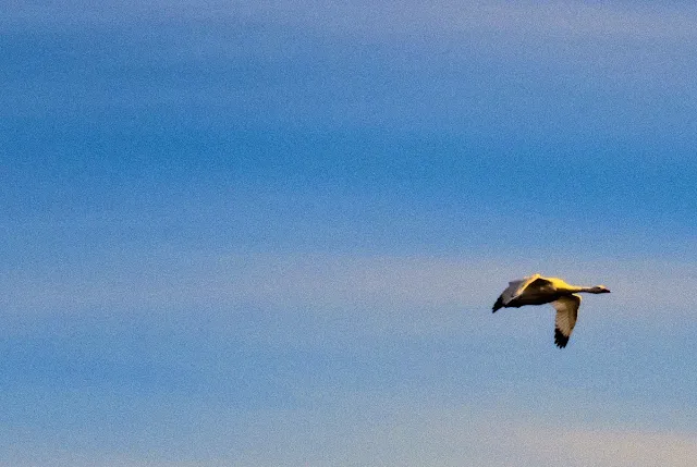 Birds of Patagonia: coscoroba swan in flight in El Calafate Argentina