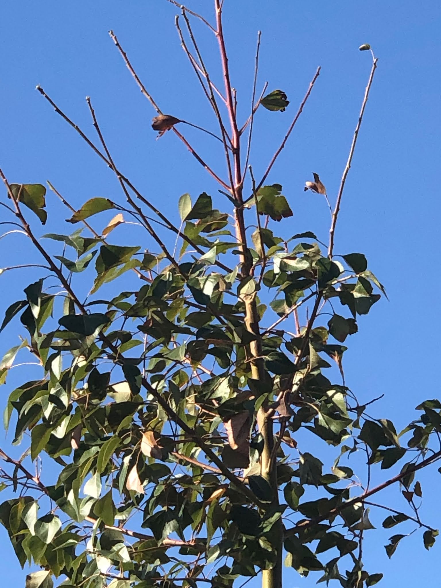 Xtremehorticulture of the Desert Bottle Trees Dropping Leaves Probably
