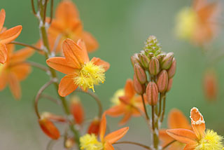 ハナアロエ／ブルビネフルテッセンス