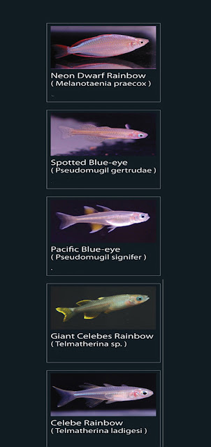 13. Neon dwarf rainbow Nama Latin melanotaenia praecox  14. spotted blue eye Nama Latin pseudomugil gertrudae 15. Pacific Blue eye Nama Latin pseudomugil signifer  16. Giant celebes rainbow  Nama Latin telmatherina sp  17. celebe rainbow  Nama Latin telmatherina ladigesi