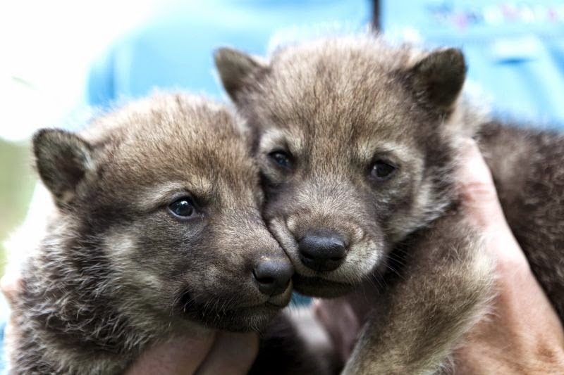White Wolf : Nordic Grey Wolf Pup Twins Born at Norway's Wildlife ...