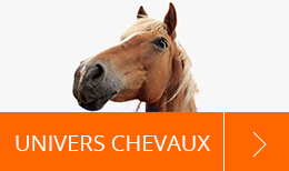 Univers Chevaux
