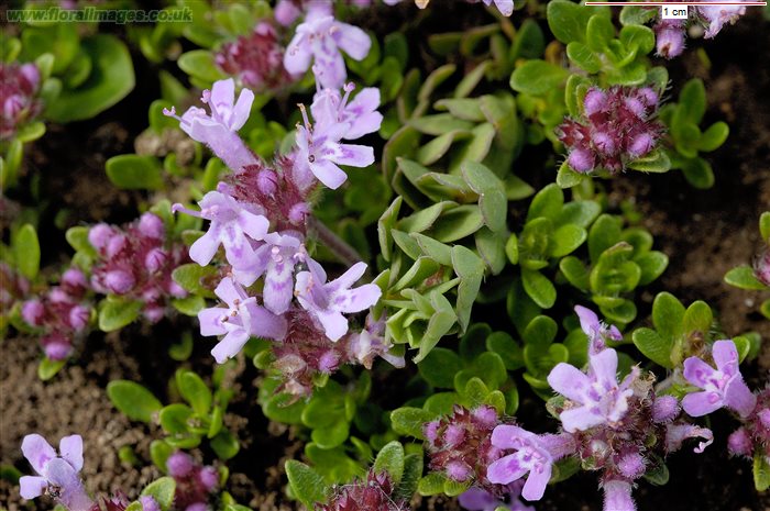 wild thyme marina wild thyme marina
