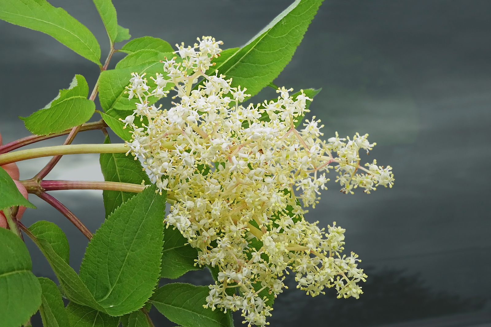Wanderin' Weeta (With Waterfowl and Weeds) Red elderberry flowers.