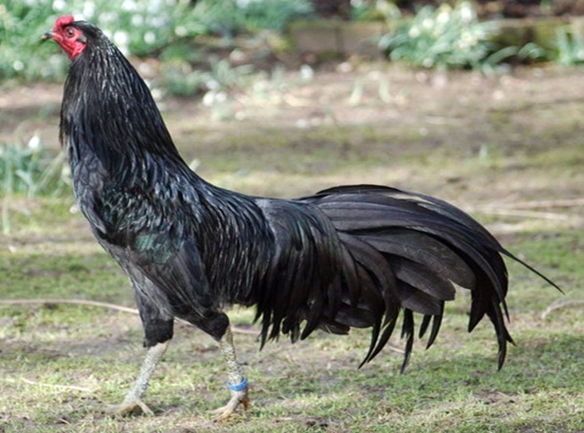 Ayam Ngampus: Mengenal jenis ayam Kedu beserta ciri-cirinya