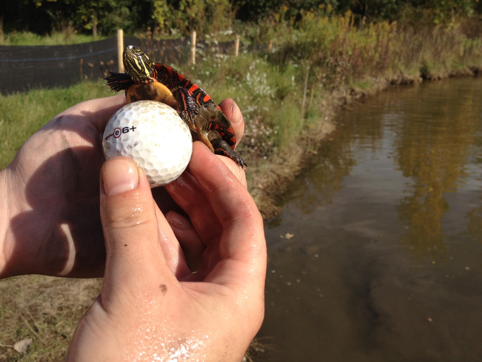 Leslie Park Golf Course: Traver Creek Project: Turtle Relocation ...