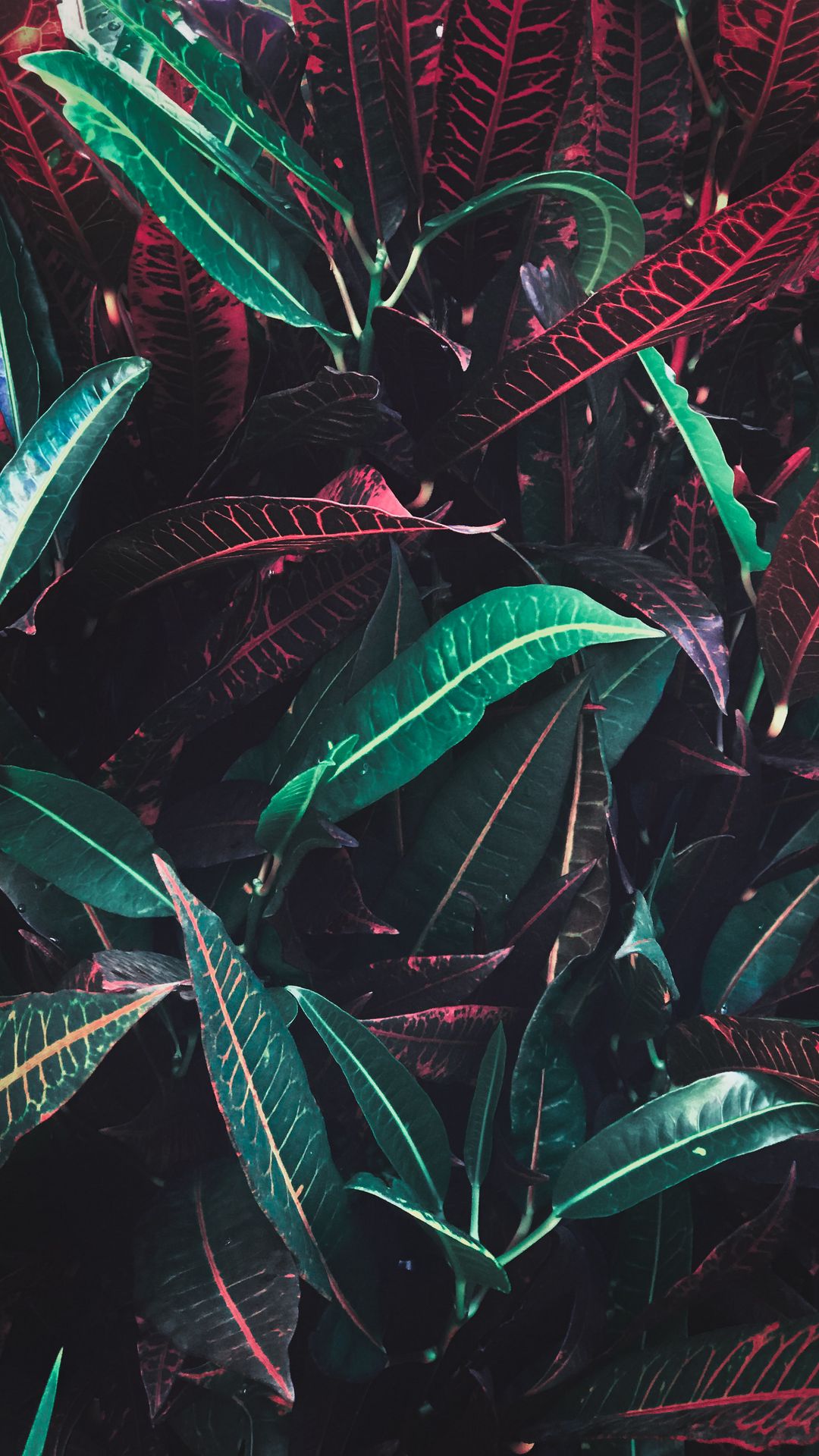 Wallpaper Red, Green, Leaves, Plant