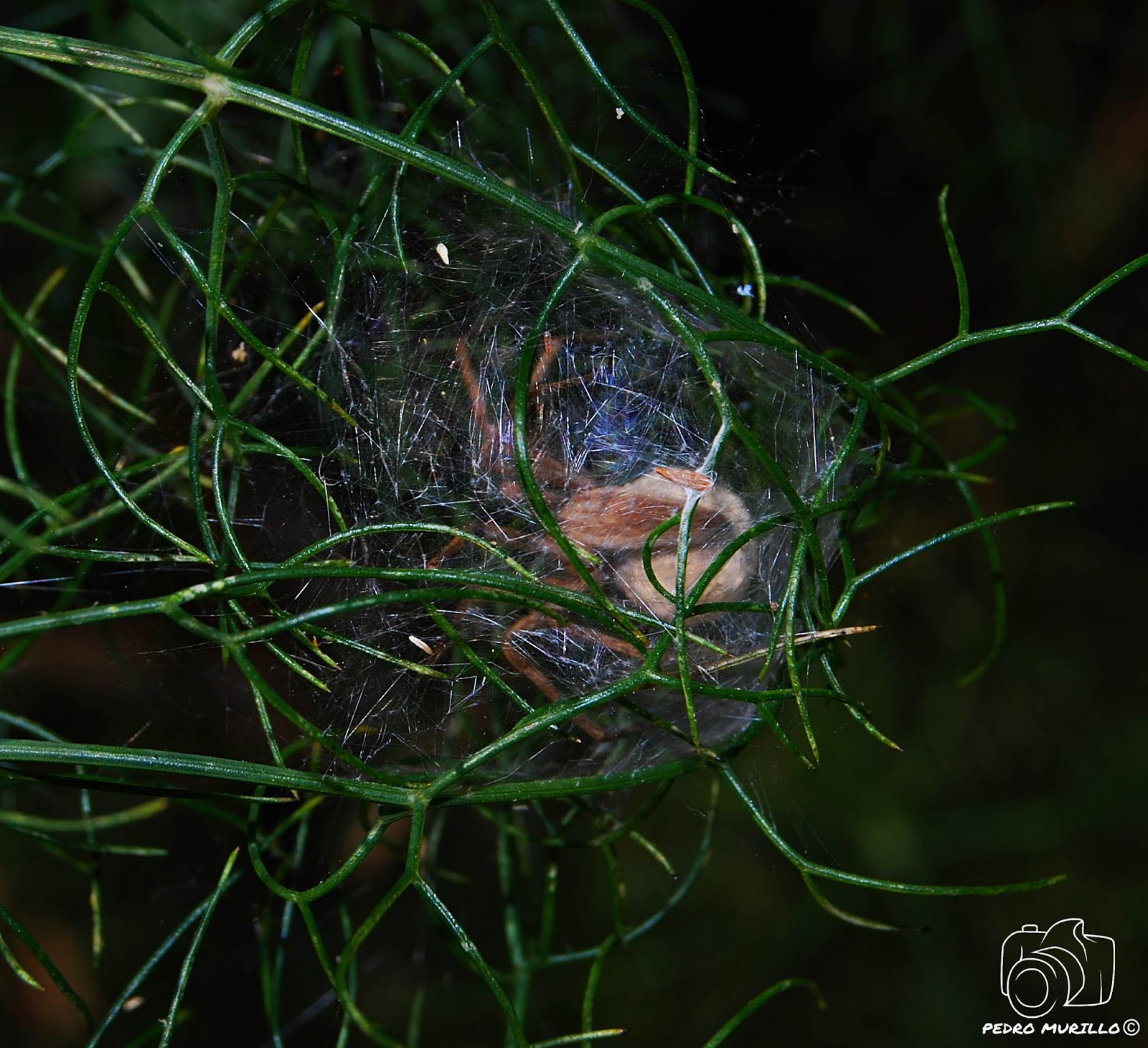 Las excursiones de Murillo "murillonature" Araña Nursery (Pisaura