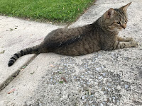 She was watching the tuxedo cat across the street