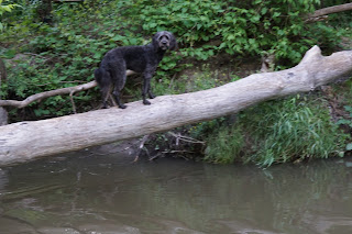 Dog walking across a fallen tree in the East Don River Park