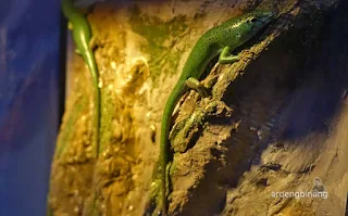 jakarta aquarium neo soho