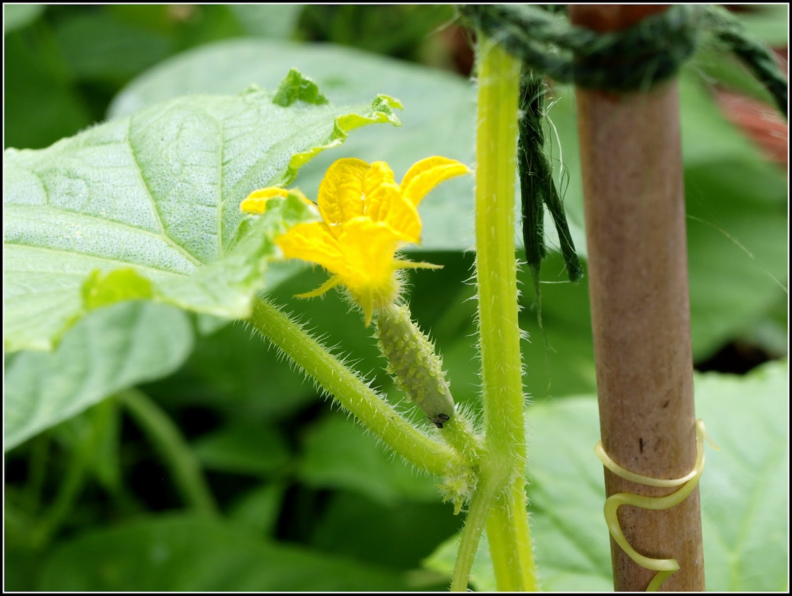 Mark's Veg Plot Sexing cucumbers