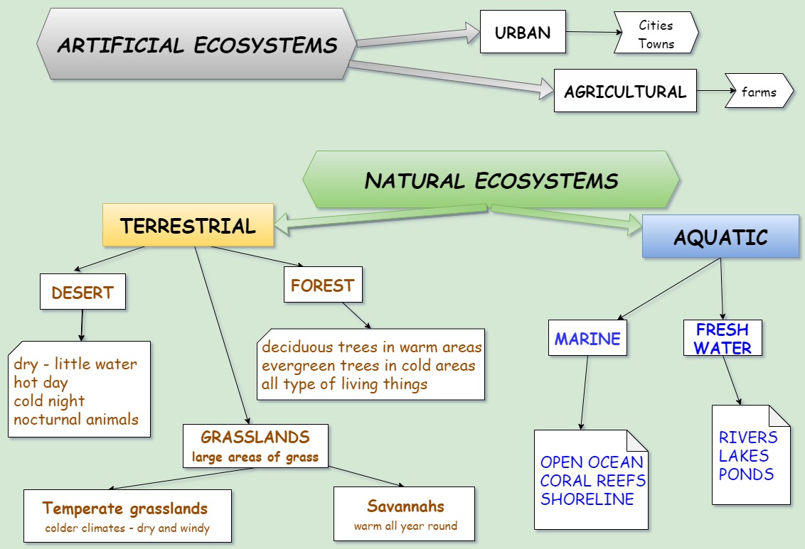 HG SCIENCE CORNER ECOSYSTEMS STUDY DIAGRAMS AND QUIZ