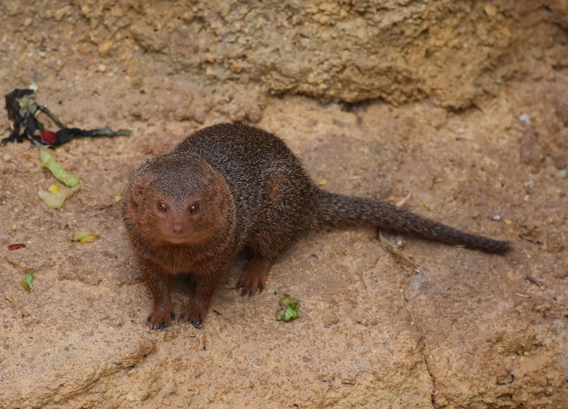 ZOOTOGRAFIANDO (6.100 ANIMALS) MANGOSTA ENANA / DWARF MONGOOSE