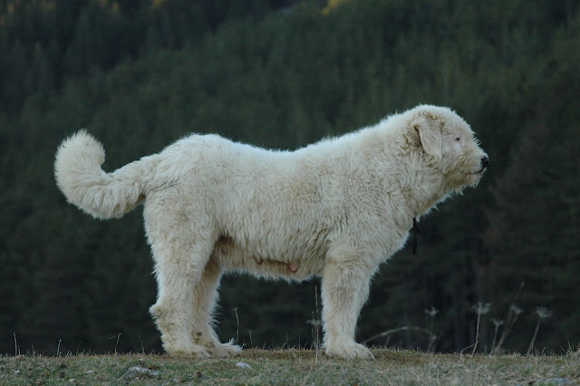 Cane Pastore Abruzzese Percorsi Selvaggi