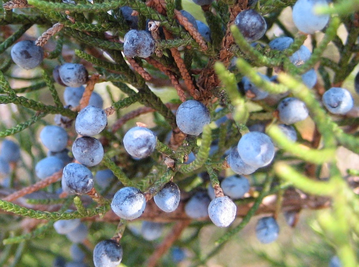 Discovering His Creation Eastern Red Cedar (Juniperus virginiana)