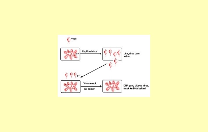 Eubacteria dan Archaebacteria Pengertian, Ciri
