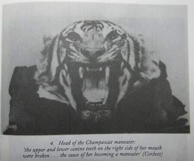 The man eater tiger of Kumaon - Champawat tiger which killed 436 people.