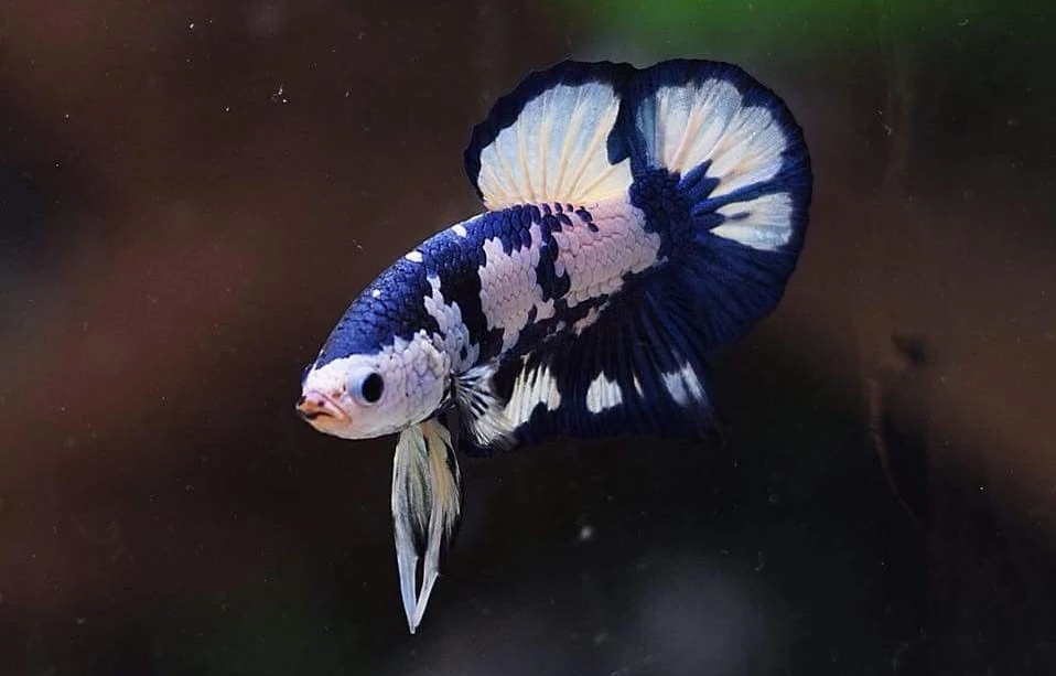 Ikan Cupang Blue Marble - Blue Marble Betta - Ikanhiasku