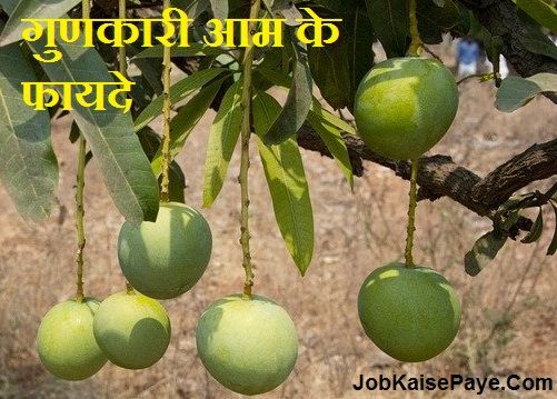 Benefits of quality mangoes Benefits of quality mangoes