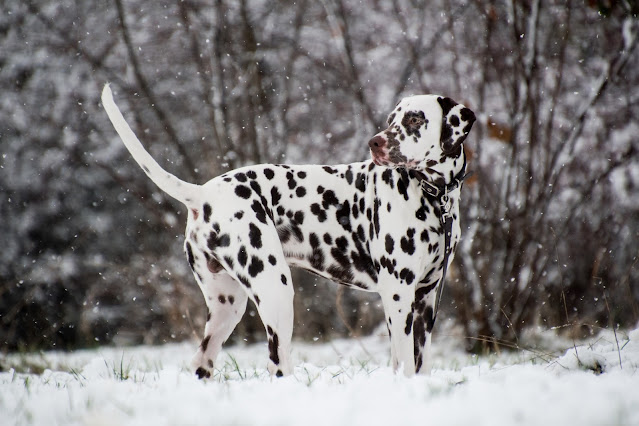 10 Most Gorgeous Spotted Dog Breeds
