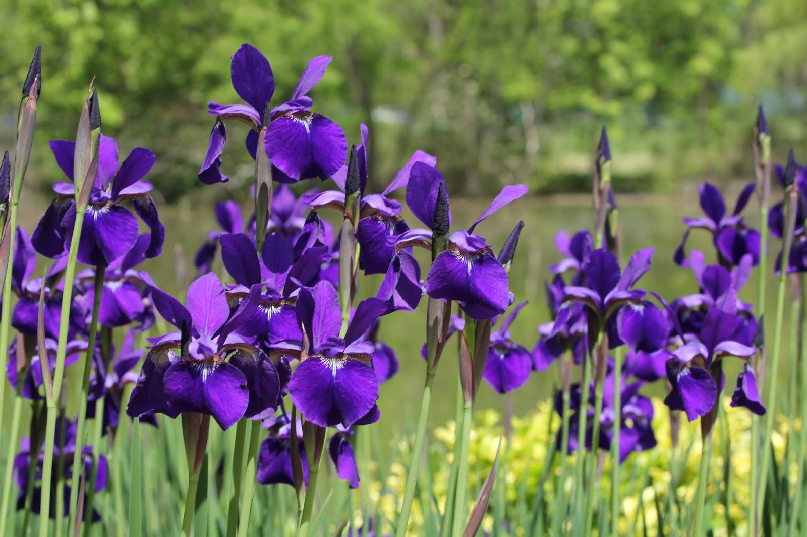 blue flag iris