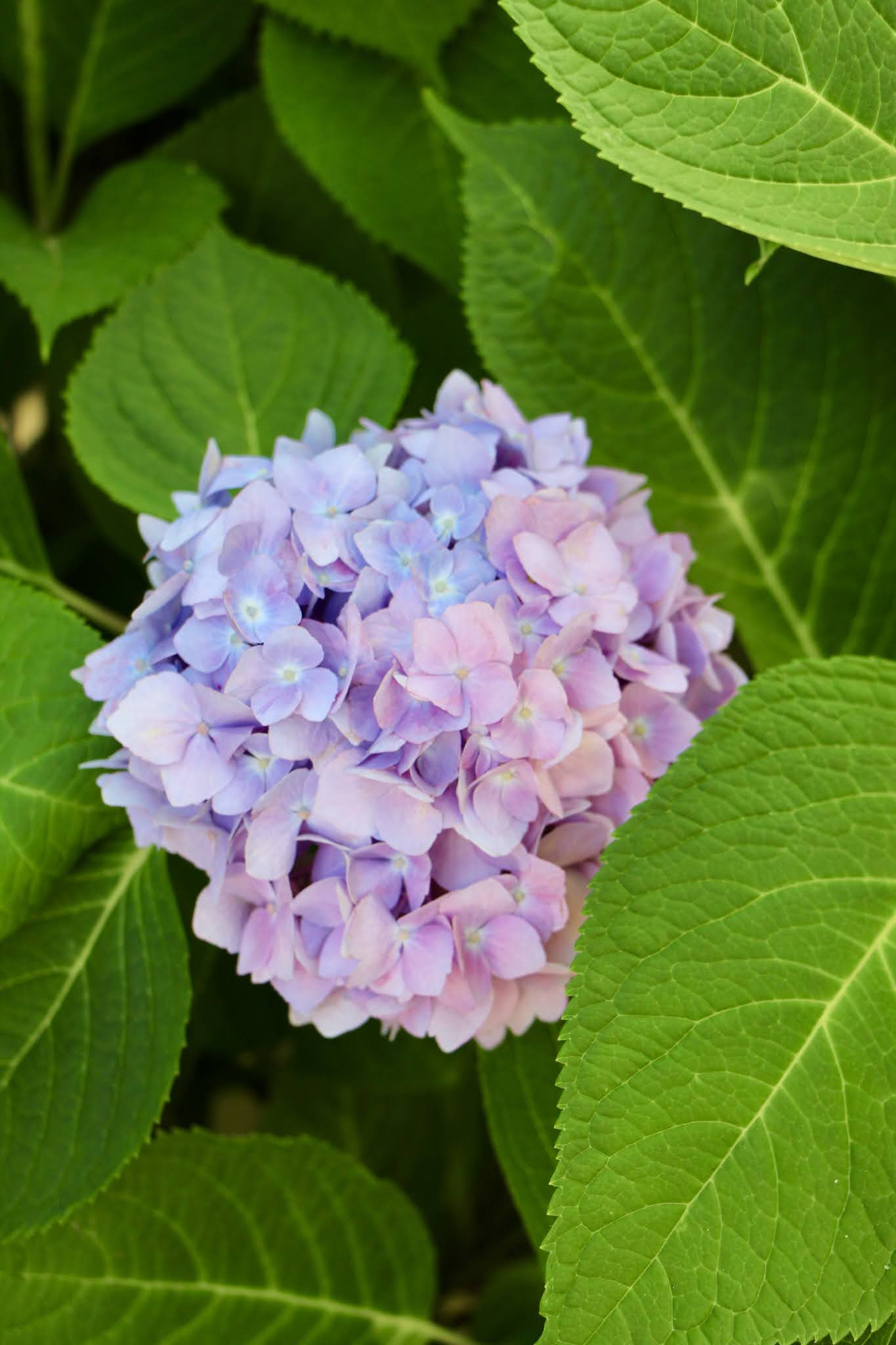 The Best White Dresses for Summer and the Prettiest Hydrangeas Tall