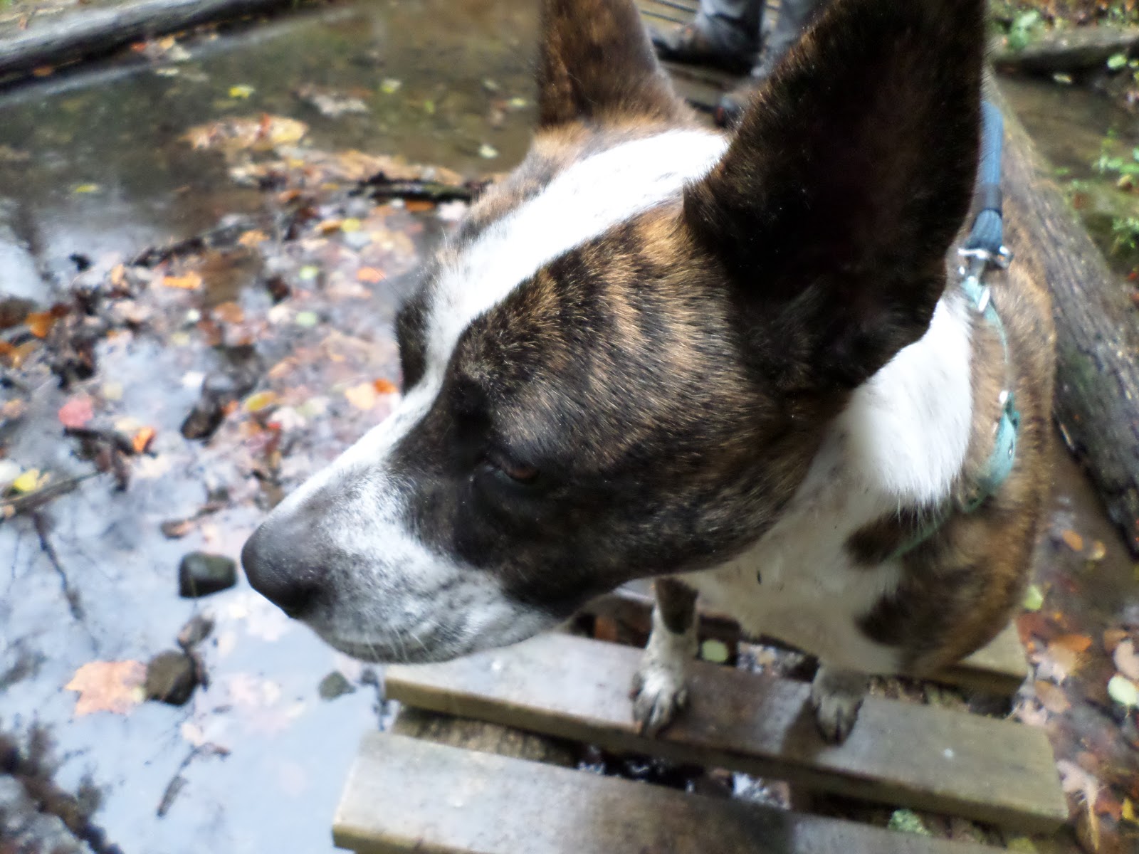 Mitten Tracks Murphy Lake State Game Area, part two Murphy Lake Rd