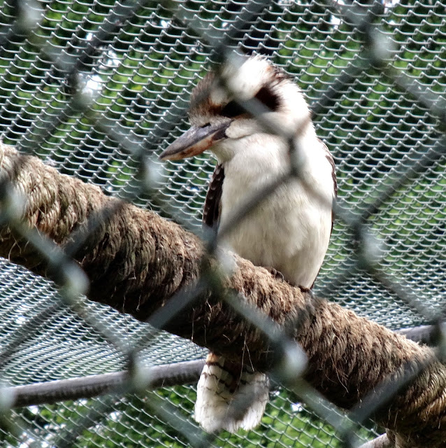 Mr. Kookaburra_Hello